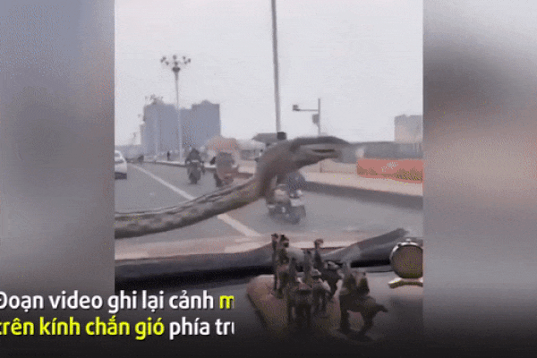 Rắn bò lổm ngổm trước kính chắn gió khi xe ô tô đang chạy trên đường