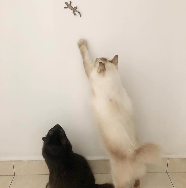 Sen bày trò cho các boss luyện tập thể thao nâng cao sức khoẻ nhưng nhìn đạo cụ mới thấy chủ tớ nhà mèo rảnh đến cỡ nào-2