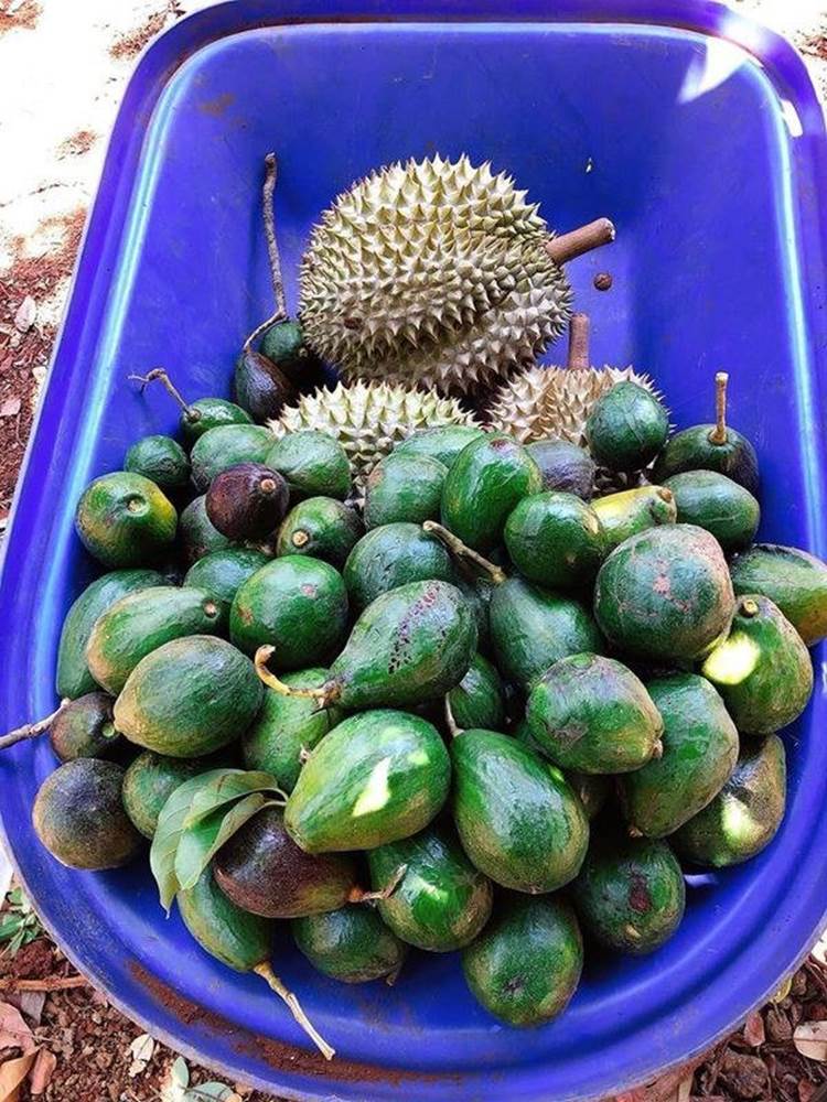 Về quê tránh dịch, Lý Nhã Kỳ đẩy xe rùa đi thu hoạch hoa quả trong nông trại 50 hecta-2