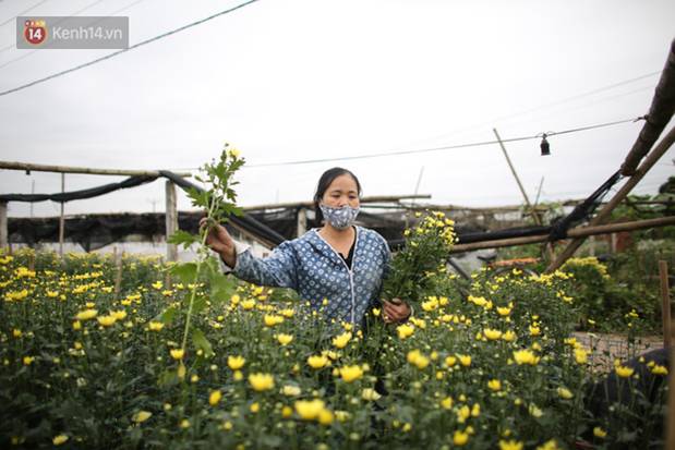 Thủ phủ” hoa tại Hà Nội nở rộ giữa dịch COVID-19: Tưởng thắng vụ mà thành bại, hoa cười nhưng người khóc-1