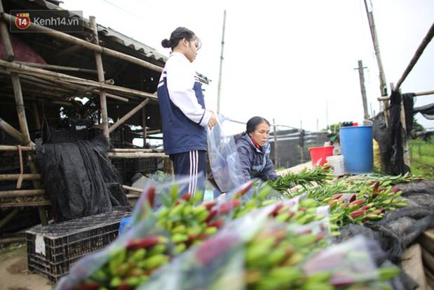 Thủ phủ” hoa tại Hà Nội nở rộ giữa dịch COVID-19: Tưởng thắng vụ mà thành bại, hoa cười nhưng người khóc-12