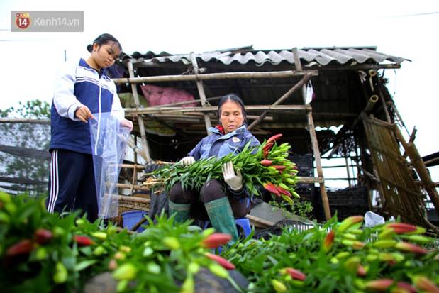 Thủ phủ” hoa tại Hà Nội nở rộ giữa dịch COVID-19: Tưởng thắng vụ mà thành bại, hoa cười nhưng người khóc-14