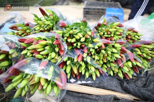 Thủ phủ” hoa tại Hà Nội nở rộ giữa dịch COVID-19: Tưởng thắng vụ mà thành bại, hoa cười nhưng người khóc-15
