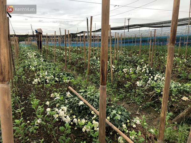 Thủ phủ” hoa tại Hà Nội nở rộ giữa dịch COVID-19: Tưởng thắng vụ mà thành bại, hoa cười nhưng người khóc-16