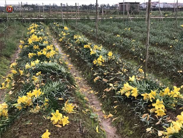 Thủ phủ” hoa tại Hà Nội nở rộ giữa dịch COVID-19: Tưởng thắng vụ mà thành bại, hoa cười nhưng người khóc-17