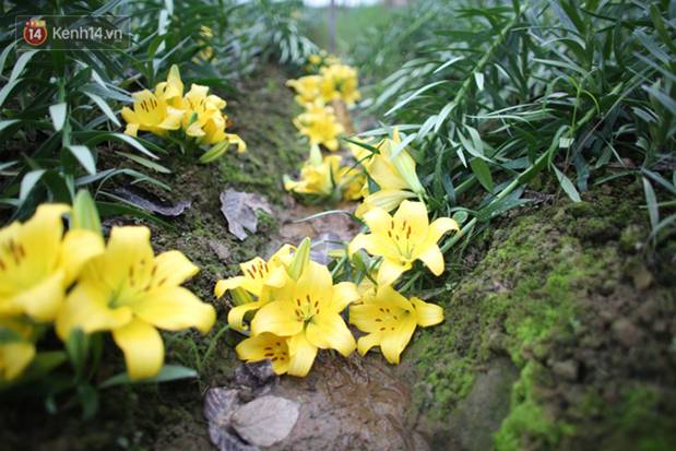 Thủ phủ” hoa tại Hà Nội nở rộ giữa dịch COVID-19: Tưởng thắng vụ mà thành bại, hoa cười nhưng người khóc-19