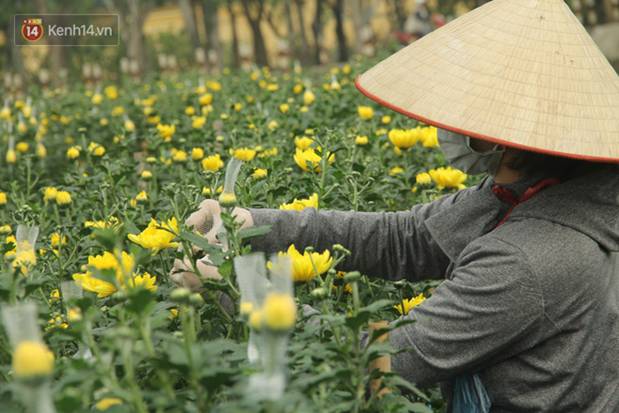 Thủ phủ” hoa tại Hà Nội nở rộ giữa dịch COVID-19: Tưởng thắng vụ mà thành bại, hoa cười nhưng người khóc-2