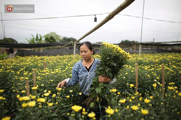 Thủ phủ” hoa tại Hà Nội nở rộ giữa dịch COVID-19: Tưởng thắng vụ mà thành bại, hoa cười nhưng người khóc-5