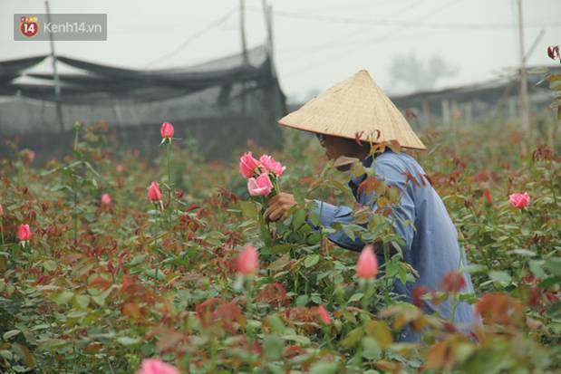 Thủ phủ” hoa tại Hà Nội nở rộ giữa dịch COVID-19: Tưởng thắng vụ mà thành bại, hoa cười nhưng người khóc-8