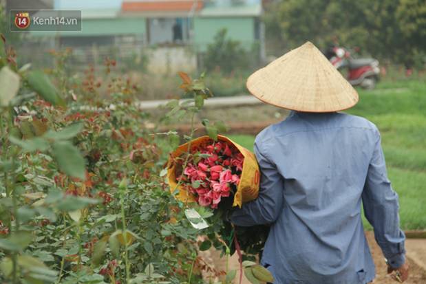 Thủ phủ” hoa tại Hà Nội nở rộ giữa dịch COVID-19: Tưởng thắng vụ mà thành bại, hoa cười nhưng người khóc-9