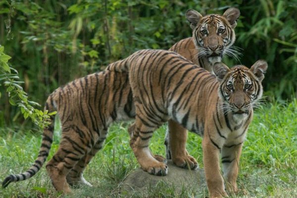 Bên trong sở thú khắp thế giới nơi các con vật bị ngược đãi để mua vui cho con người, đến nỗi phải trả giá bằng cả tính mạng của mình-16