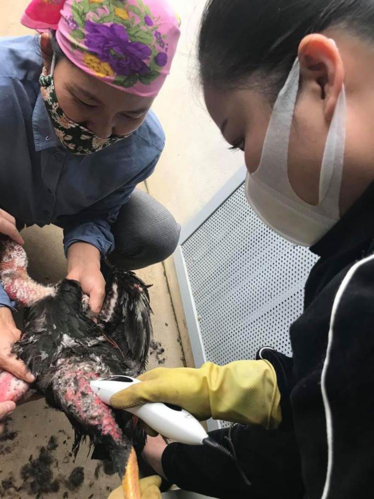 Cách ly xã hội ngày thứ 4, bà mẹ U40 bất ngờ lôi tông đơ ra cạo lông gà nhưng sự thật phía sau mới khiến ai nấy cười bò-2