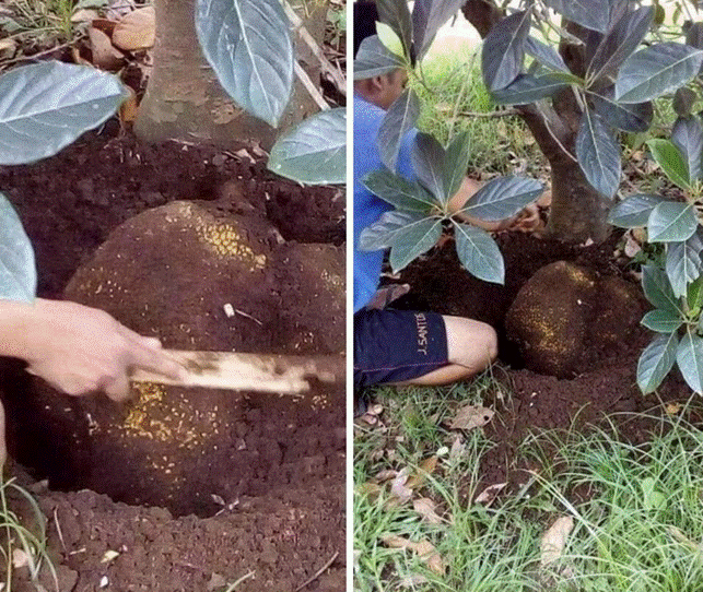 Cây su hào đặc biệt, củ mọc sai trĩu như cây ăn quả khiến dân mạng bất ngờ-2