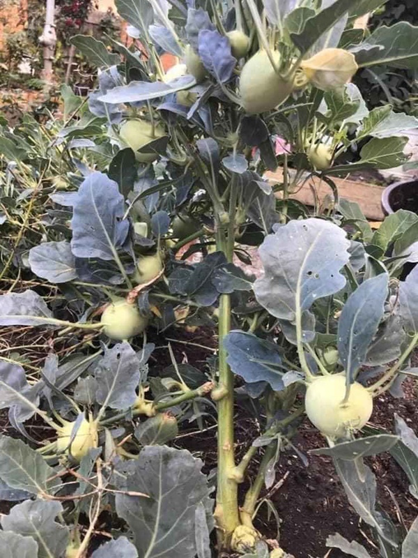 Cây su hào đặc biệt, củ mọc sai trĩu như cây ăn quả khiến dân mạng bất ngờ-1