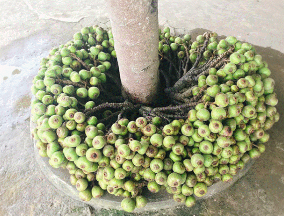 Cây su hào đặc biệt, củ mọc sai trĩu như cây ăn quả khiến dân mạng bất ngờ-3