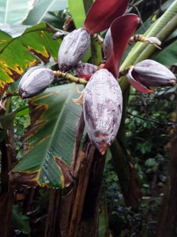 Cây su hào đặc biệt, củ mọc sai trĩu như cây ăn quả khiến dân mạng bất ngờ-4