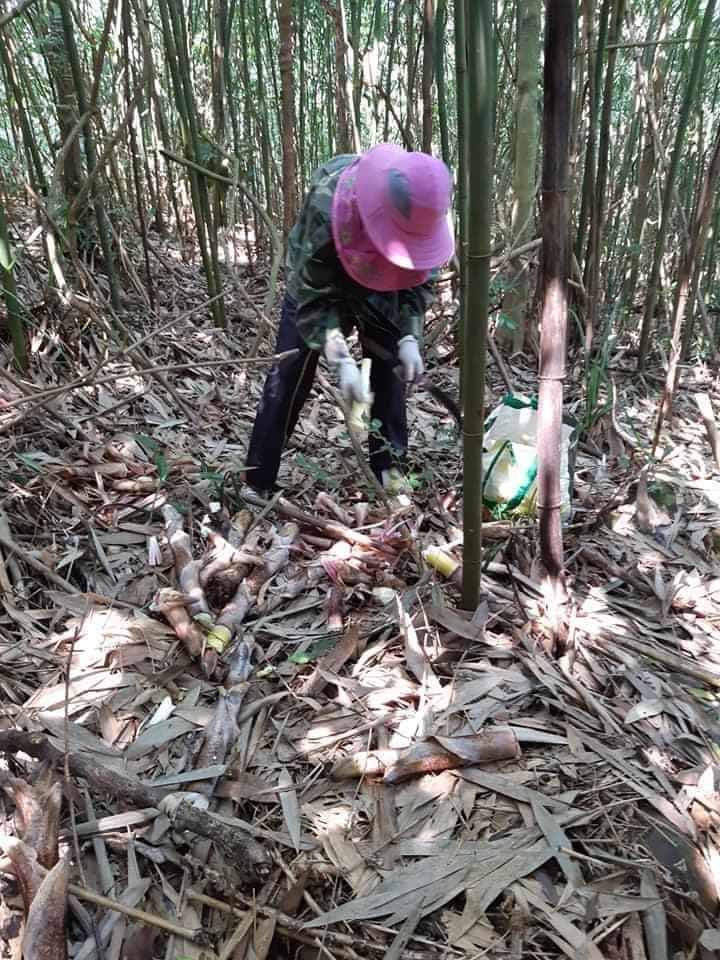 Tháng 4, mùa măng sặt Yên Bái vào chính vụ chỉ 40 ngàn đồng/kg, bà nội trợ rước cả tải ăn dần mùa dịch-1