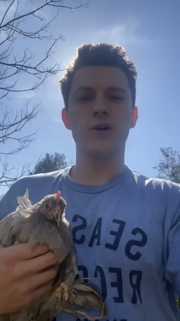 Hội siêu anh hùng cực nhộn mùa COVID-19: Nhện Nhí thất nghiệp mua gà về ấp, Deadpool lầy lội may đầm từ giấy vệ sinh cho con gái-1