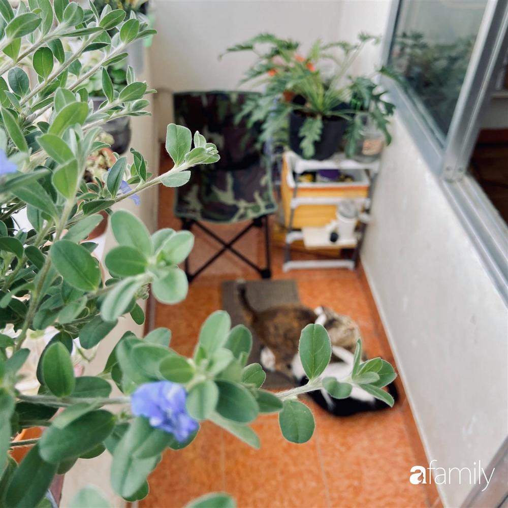 Nghỉ ở nhà dài ngày, chàng trai Sài Gòn biến ban công 4m² nhàm chán thành khu vườn xanh mướt đủ loại cây-4