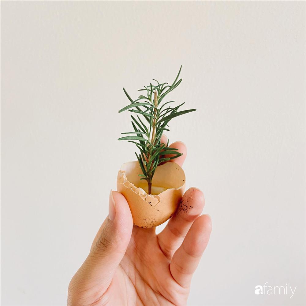 Nghỉ ở nhà dài ngày, chàng trai Sài Gòn biến ban công 4m² nhàm chán thành khu vườn xanh mướt đủ loại cây-13