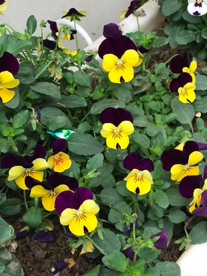 Khu vườn ngập hoa quả và rau xanh tại biệt thự của Hoa hậu Nguyễn Thị Huyền-4