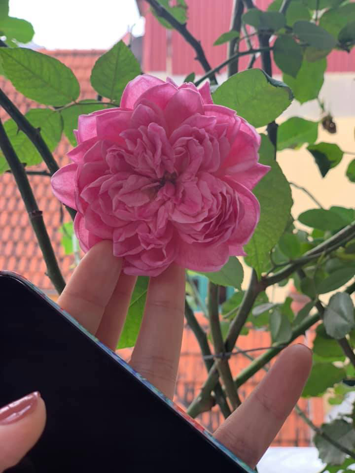 Khu vườn ngập hoa quả và rau xanh tại biệt thự của Hoa hậu Nguyễn Thị Huyền-5