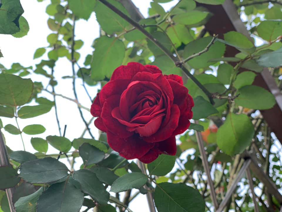 Khu vườn ngập hoa quả và rau xanh tại biệt thự của Hoa hậu Nguyễn Thị Huyền-6