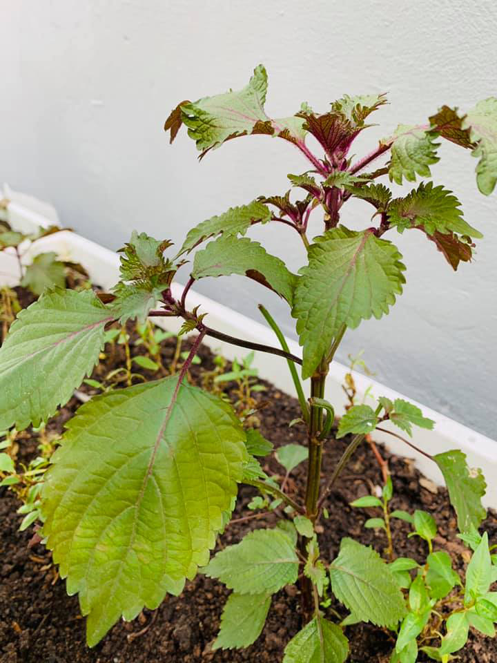 Khu vườn ngập hoa quả và rau xanh tại biệt thự của Hoa hậu Nguyễn Thị Huyền-7