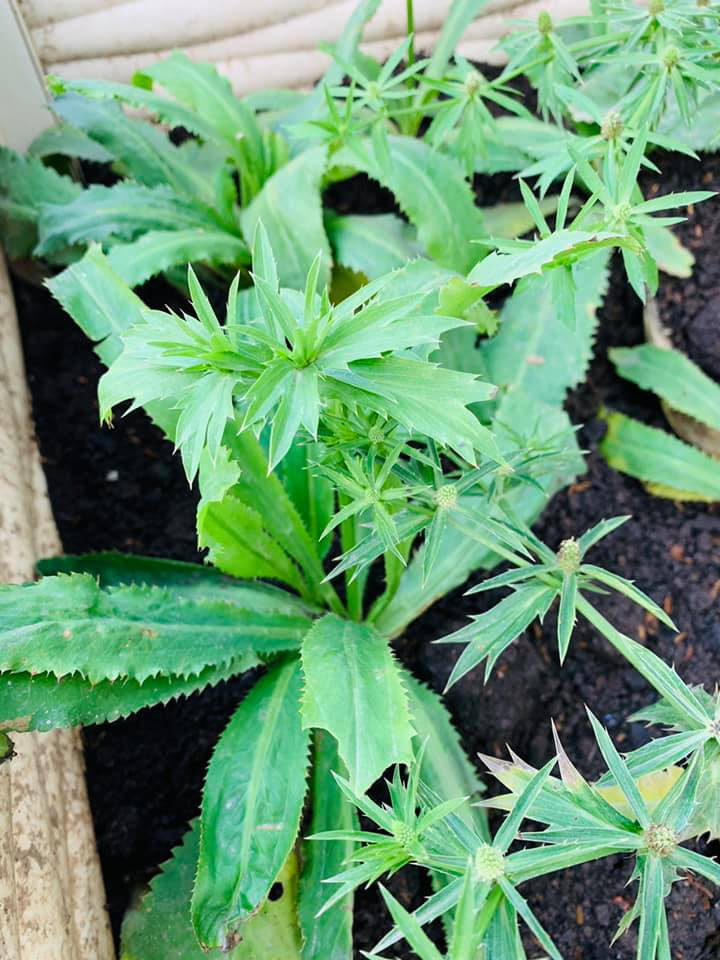 Khu vườn ngập hoa quả và rau xanh tại biệt thự của Hoa hậu Nguyễn Thị Huyền-10