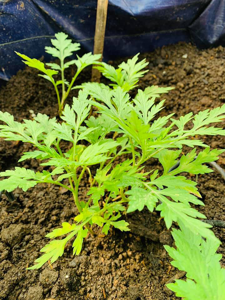 Khu vườn ngập hoa quả và rau xanh tại biệt thự của Hoa hậu Nguyễn Thị Huyền-11