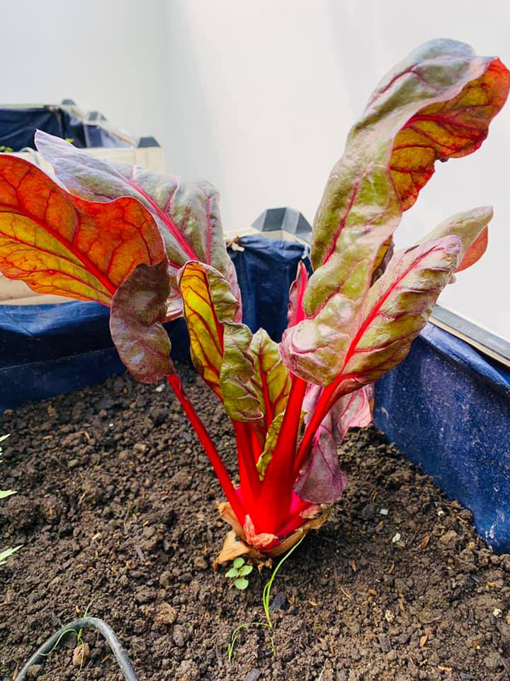 Khu vườn ngập hoa quả và rau xanh tại biệt thự của Hoa hậu Nguyễn Thị Huyền-12