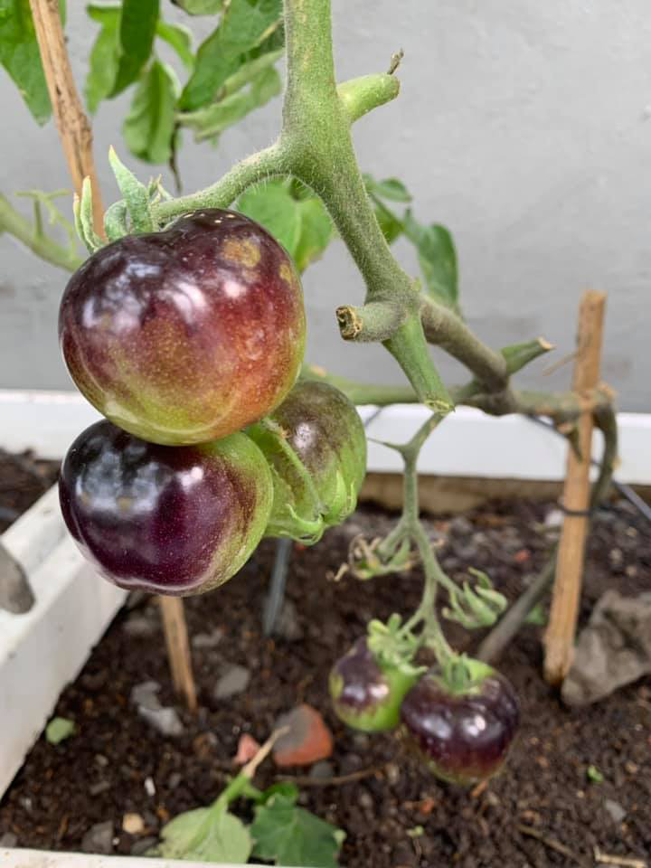 Khu vườn ngập hoa quả và rau xanh tại biệt thự của Hoa hậu Nguyễn Thị Huyền-14