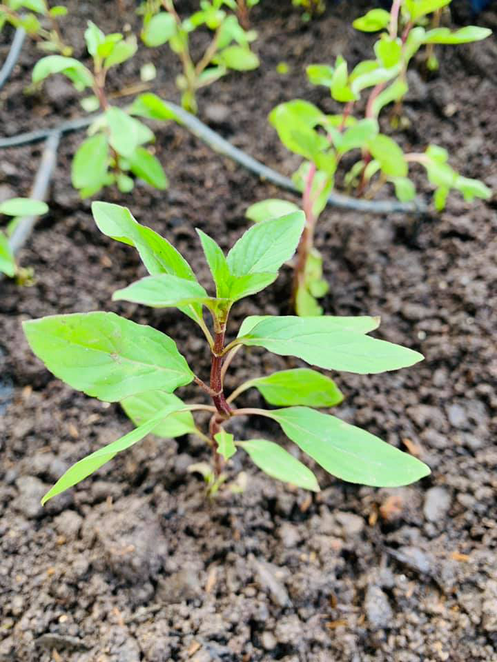 Khu vườn ngập hoa quả và rau xanh tại biệt thự của Hoa hậu Nguyễn Thị Huyền-15