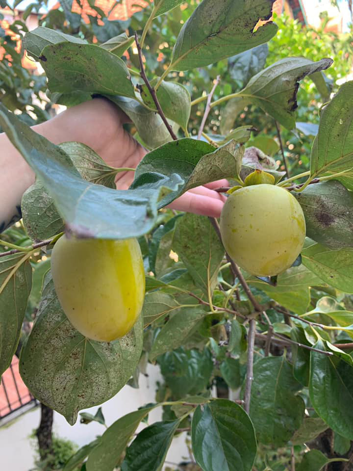 Khu vườn ngập hoa quả và rau xanh tại biệt thự của Hoa hậu Nguyễn Thị Huyền-16