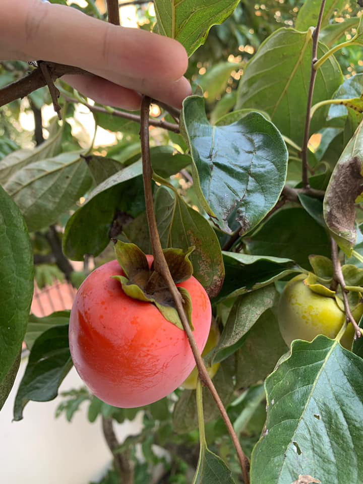 Khu vườn ngập hoa quả và rau xanh tại biệt thự của Hoa hậu Nguyễn Thị Huyền-17