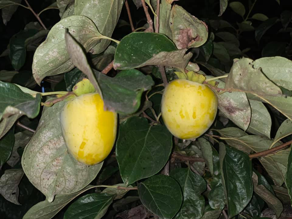 Khu vườn ngập hoa quả và rau xanh tại biệt thự của Hoa hậu Nguyễn Thị Huyền-18