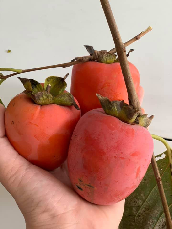 Khu vườn ngập hoa quả và rau xanh tại biệt thự của Hoa hậu Nguyễn Thị Huyền-19