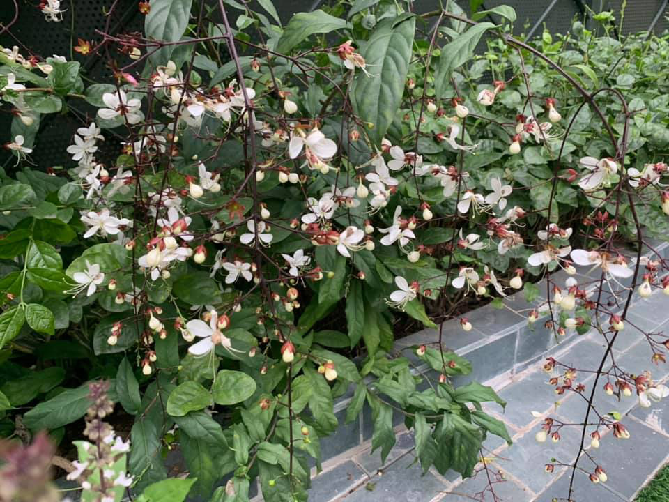 Khu vườn ngập hoa quả và rau xanh tại biệt thự của Hoa hậu Nguyễn Thị Huyền-21