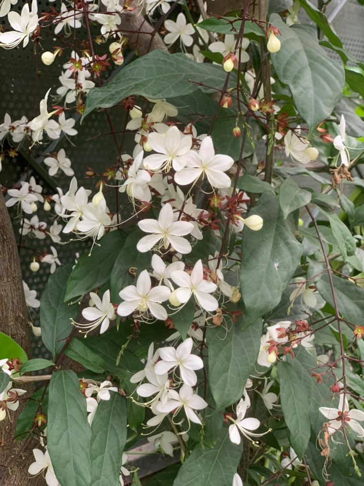 Khu vườn ngập hoa quả và rau xanh tại biệt thự của Hoa hậu Nguyễn Thị Huyền-22