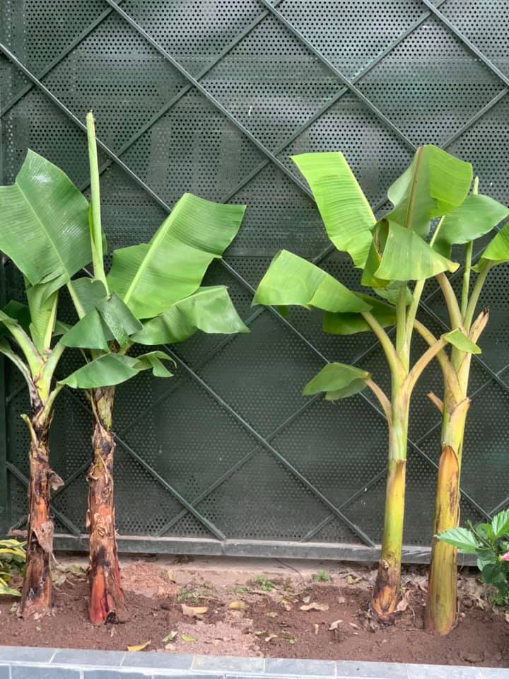 Khu vườn ngập hoa quả và rau xanh tại biệt thự của Hoa hậu Nguyễn Thị Huyền-23