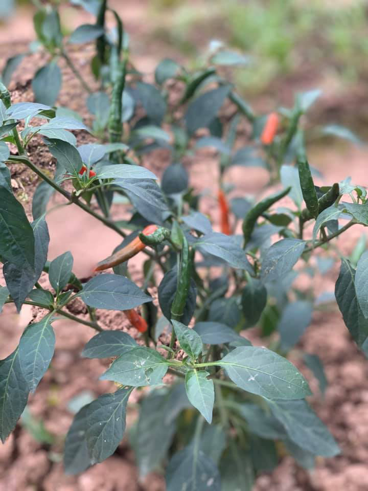 Khu vườn ngập hoa quả và rau xanh tại biệt thự của Hoa hậu Nguyễn Thị Huyền-26