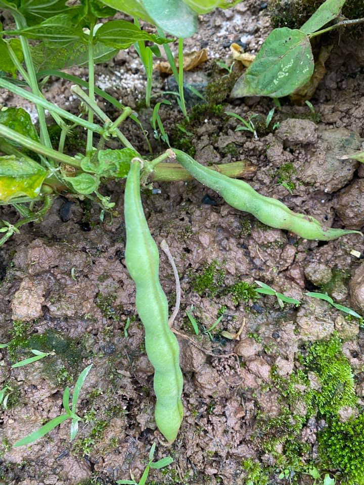 Khu vườn ngập hoa quả và rau xanh tại biệt thự của Hoa hậu Nguyễn Thị Huyền-27