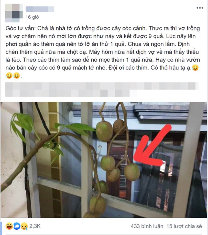 Trót ăn 1 trái cóc cảnh của vợ, ông chồng khổ sở tìm cách thoát tội nhưng chuộc lỗi đỉnh cao thế này thì trường sinh bất lão rồi-1