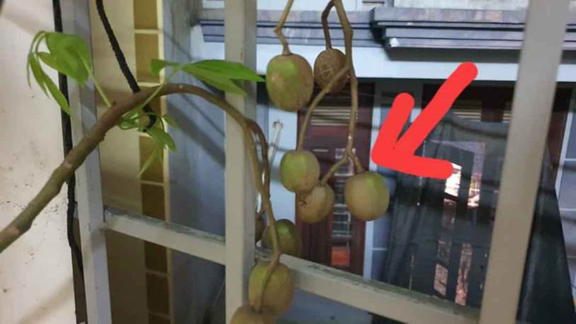 Trót ăn 1 trái cóc cảnh của vợ, ông chồng khổ sở tìm cách thoát tội nhưng chuộc lỗi đỉnh cao thế này thì trường sinh bất lão rồi-2