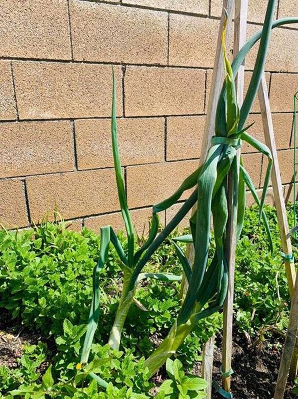 Đổi món mùa dịch, học ngay tuyệt chiêu món gà nghìn like của Thanh Thảo, vợ Đăng Khôi-2