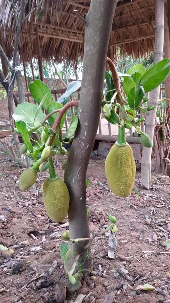 Nhà vườn 10.000m2 của nghệ sĩ Giang còi ngập hoa và trái cây-7