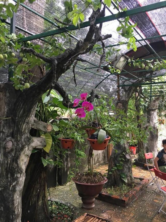 Nhà vườn 10.000m2 của nghệ sĩ Giang còi ngập hoa và trái cây-17