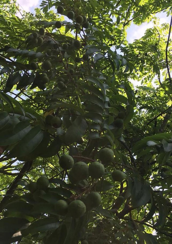 Nhà vườn 10.000m2 của nghệ sĩ Giang còi ngập hoa và trái cây-18