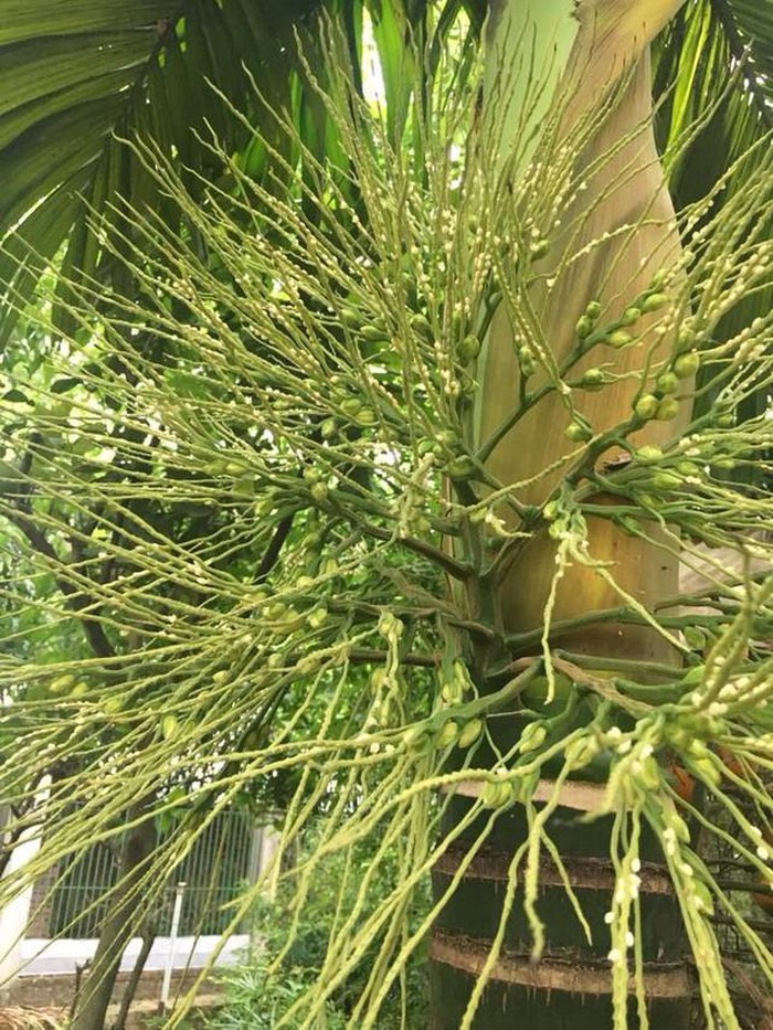 Nhà vườn 10.000m2 của nghệ sĩ Giang còi ngập hoa và trái cây-21