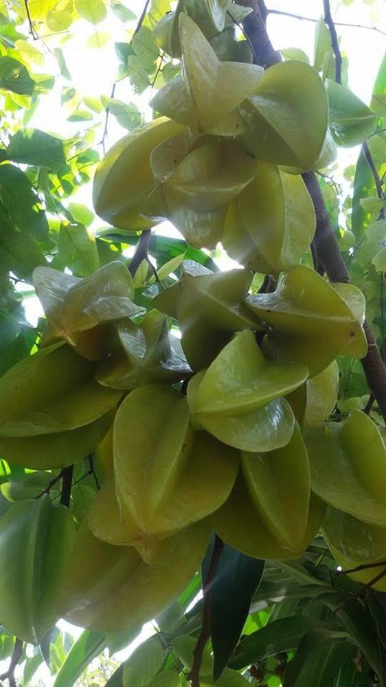 Nhà vườn 10.000m2 của nghệ sĩ Giang còi ngập hoa và trái cây-28